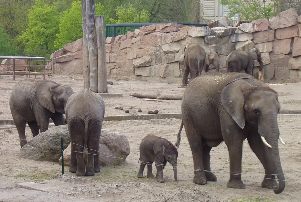 Elefanten im Tierpark Friedrichsfelde (Berlin)